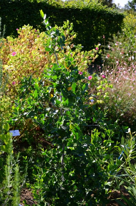 Quillajia saponaria